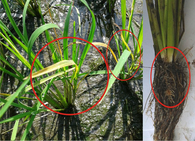 Tình trạng ngộ độc hữu cơ trên cây lúa vụ mùa và những điều cần biết