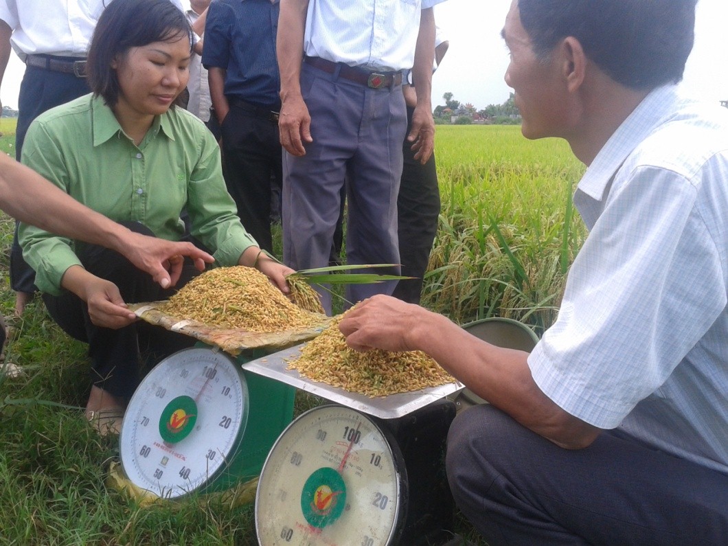 Dinh dưỡng cây trồng Tiến Nông cho cây lúa tại Nông Cống mang lại hiệu quả cao