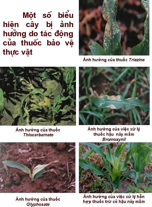 Biểu hiện ngộ độc thuốc bảo vệ thực vật trên cây ngô